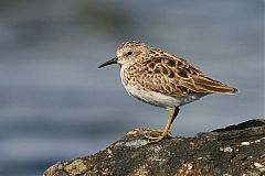 Least Sandpiper